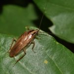 Cucaracha Blatella Germanica