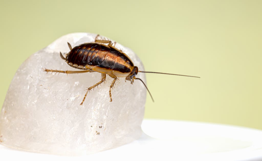 Close-up Shot of a Cockroach